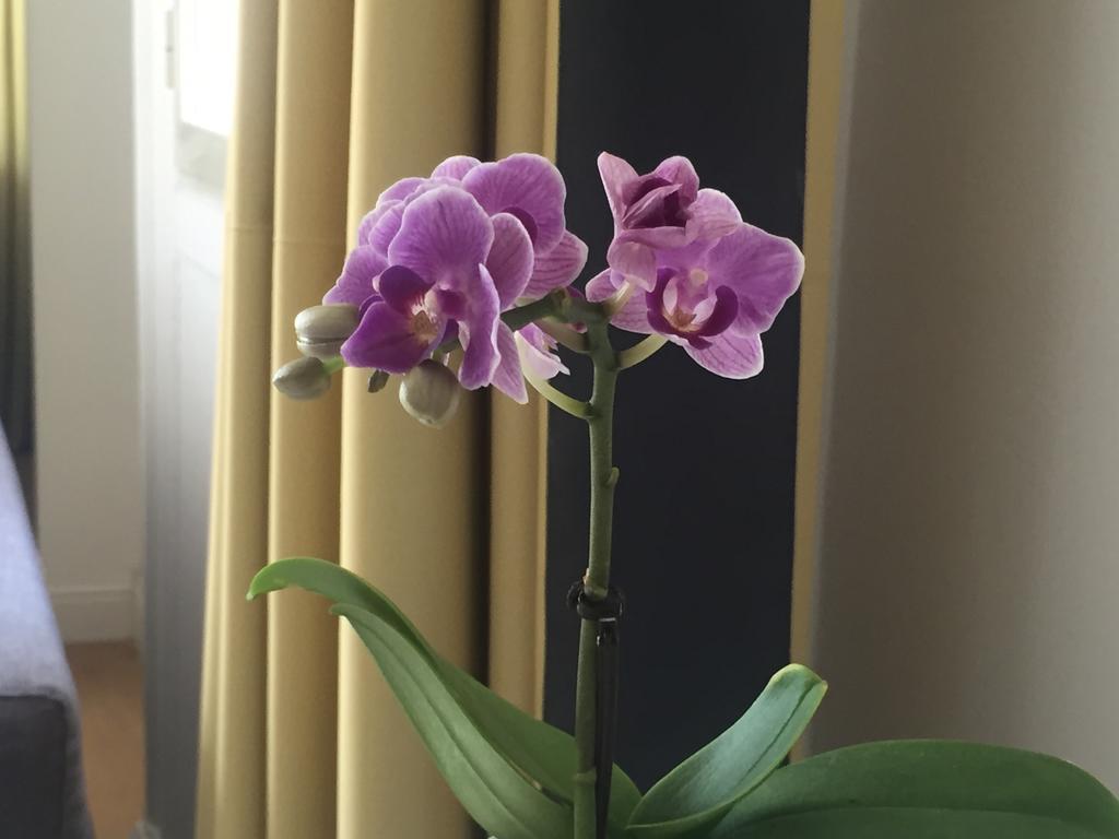 Toledo Boutique Studio Apartments نابولي المظهر الخارجي الصورة